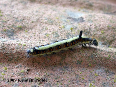 grey dagger larva (Acronicta psi) Kenneth Noble